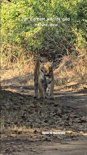 Face to face with a tiger while doing jungle safari in Jim Corbett National Park #wildlife #nature