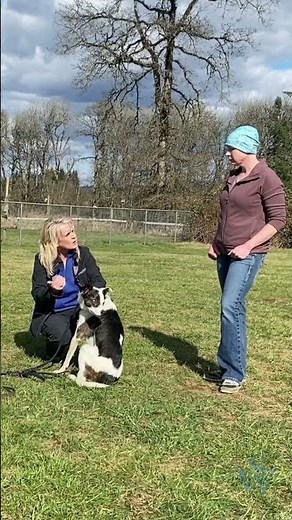 How to SAFELY Use an E-Collar to Train your Dog!