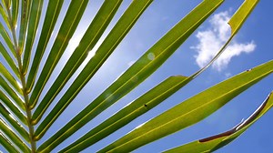 Tropical Palm Tree Leaf In Blue Sunny Sky Stock Footage SBV-304574355 - Storyblocks
