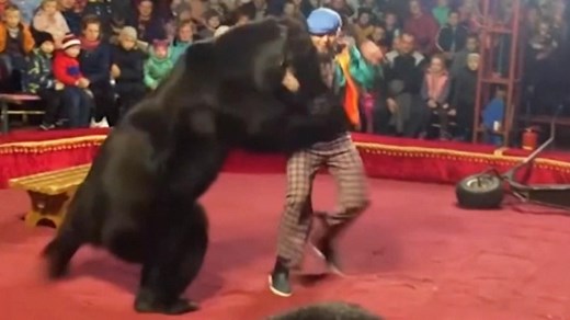 'Panic' ensues at Russian circus after bear attacks trainer