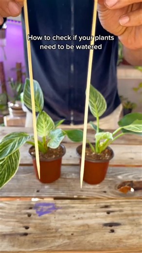 Foraging Fosters | Old school plant check 🌿 Stick test. If it comes out dry, it’s watering time. If it’s moist, we wait. #plantcaretips #fblifestyle... | Instagram