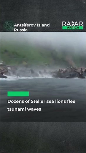 Dozens of Steller sea lions flee tsunami waves