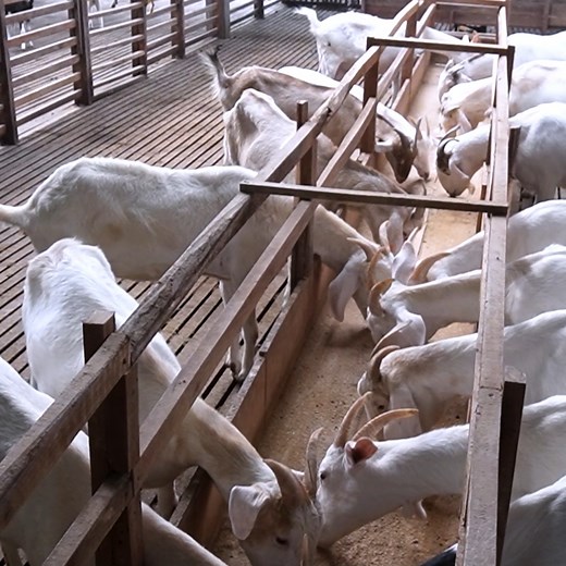 41K views · 536 reactions | Dari Takut Pegang Kambing, Kini Hasilkan 6 Liter Susu per Hari! Kisah Inspiratif Bu Hajah Sumiati | Agrotek | Facebook