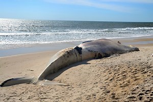 Massive Dead Whale Washes Up on Beach, Long Island Zip Code Second Most Expensive in Nation, Thieves Targeting Luxury Cars