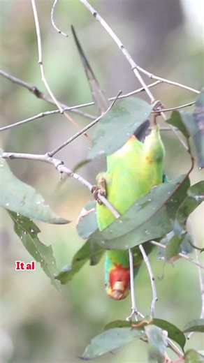 3.6K views · 85 reactions | Australia's nature laws are failing to...