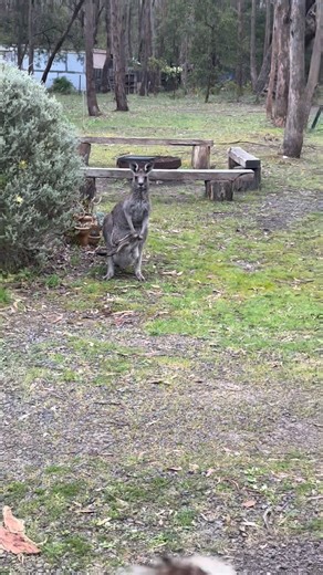 How lucky are we? The most beautiful creatures ❤️ #kookaburra #bababtheburra #kangaroo #australianwildlife #theshack | Ange Ruyg
