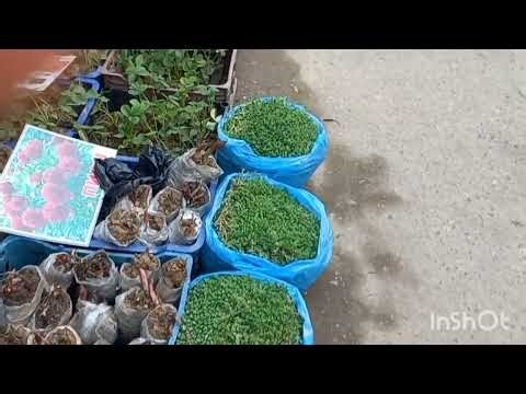 15 МАРТ ЧОРСУ ГУЛЛАРИ🌿☘️🍀🍁🌱🪴🌲🌿☘️🍀🪴🌲🍁🍁⚘️🪻🌷🪷🏵🌿☘️🌵🌾