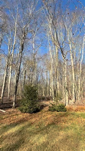 American Arborpro LLC is relentlessly pursuing quality and efficiency. Satisfaction Guaranteed!!! Par Excellence is for reaching our goals to serve, be of service, quality to the highest calibration and respect ourselves and you, who trust us with your properties. Thank you so much! #americanarborprollc #americanarborpro #pennsylvaniaarborists #pennsylvaniaarborist #arbor #arborists #arborist #avant #treeservices #treeservice #treeremovals #treeremoval #treetrimming #treetrim #treework #drums #s