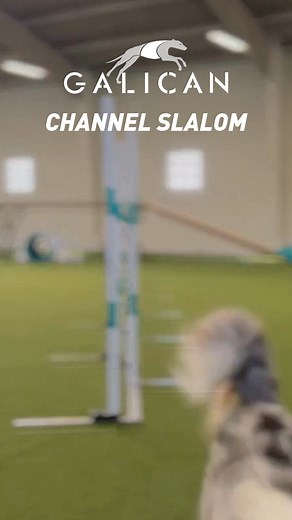 🚀 Meet the new Galican Channel Slalom! As announced yesterday, here come more exciting updates from our slalom range – and this one slides right into your training routine! 😄 The new Galican Channel Slalom features 6 slidable modules, making it easier than ever to adjust the poles to your training needs. 💡 Why you’ll love it: - Easy to mount and adjust - SoftCovers on sliding modules – just in case your dog misses a pole 😉 - Robust base and resistant poles We’ve taken our previous Channel Sl