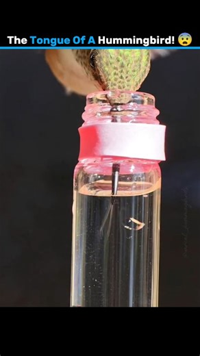Ze Novaa on Instagram: "Hummingbird duniya ka ek aisa panchi hai jo door se hi apni super-long tongue se pani aur flower nectar pee leta hai 😲🐦 Ye nature ka ek shocking secret hai jo bahut kam log jaante hain! Follow for more amazing facts 🔥 #hummingbird #reelsviral #naturefacts #birdfacts #wildlifereels viralreel animalfacts trendingreels explorepage zeNova"