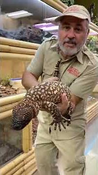 This Beaded Lizard Will Make You A Little Jumpy! 🦎😬