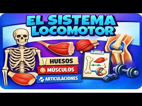 El sistema locomotor para niños🏃‍♂️ Huesos, músculos y articulaciones