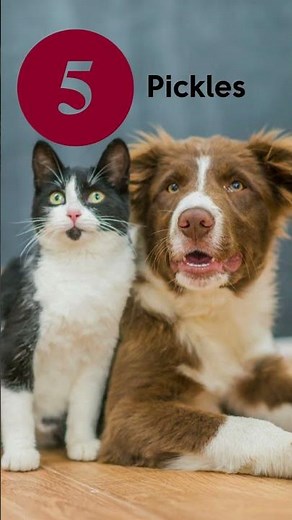 🐾5 Silly Dog Names You'll Love | Wag & Howl