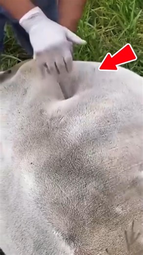Why Farmers Pierce a Cow’s Stomach