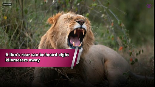 7 Interesting Facts About Lions