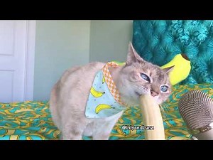 ASMR - CAT EATS BANANA