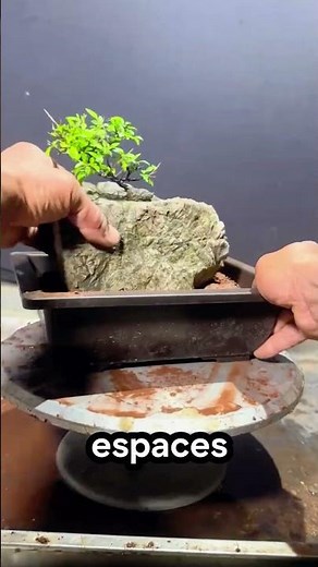 🌿 A bonsai tree growing directly in the rock! #plants #gardening #nature