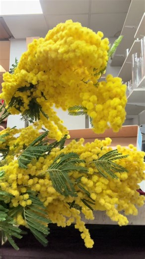 Happy Women’s Day 💛 Special Order MIMOSA STRAIGHT FROM ITALY #flowers #flower #women