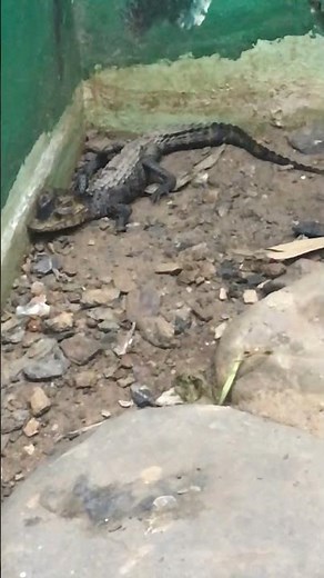 Rare Endangered Dwarf Crocodile in Venezuala 😱🦎