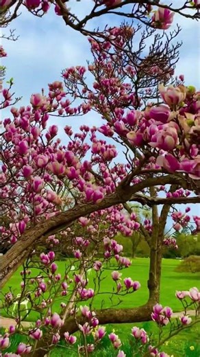 heavenly pink flower 🌸 🌹 🌼 💕 💓 #flower #spring season flower 🌼