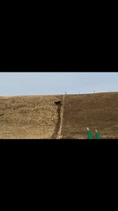 Little Zig Zag | Two C Ranch Horses