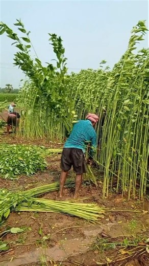 Jute Harvest at Perfect Time for Best Price 🌱 #shorts