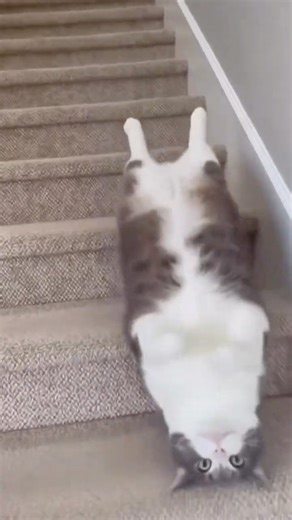 This Cat Discovered Slides and Lost All Common Sense 🇺🇸😂