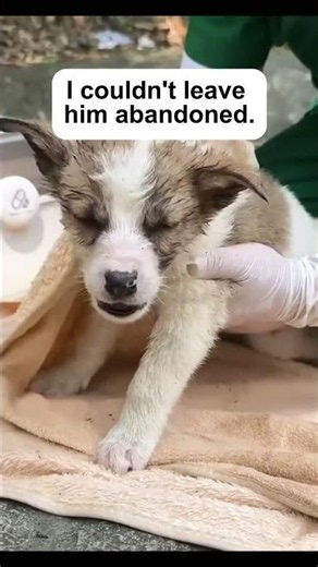I Saved This Little Puppy 🐶 #animalrescue #petstory #puppyrescue