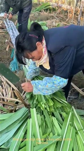 Why Farmers Cut the Top Off Sugarcane