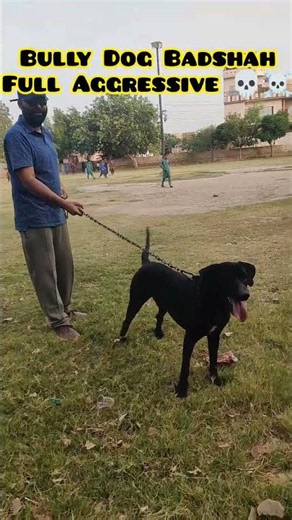 Bully Dog Badshah ka Park Main Phadda hogya|Hammad Pet House|Aman and Bully
