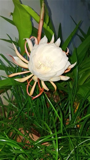 Brahma Kamala Bloom |🪷Epiphyllum Oxypetalum flower Bloom #timelapse #brahmakamal #devtional #flowers