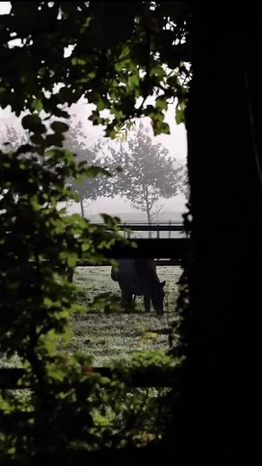 Bourns Sport Horses on Reels