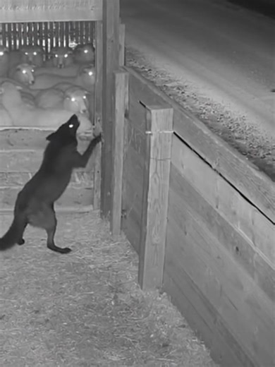 Attack on sheeps 😱😱 #wildlife #wildanimals