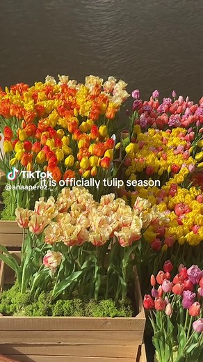 Planting Tips for the Tulip Season