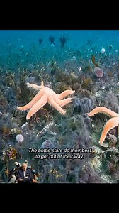 2.3M views · 28K reactions | Starfish #documentary_nature #documentary #animals #lifeunderwater #starfish | Animal Documentary | Facebook