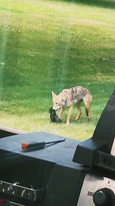 Gangster Fast Food | Animals TV