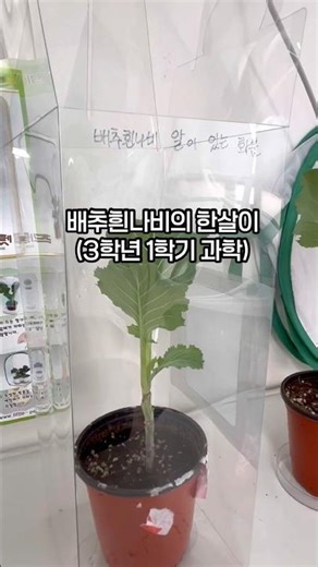 배추흰나비의 한살이(3학년 1학기 과학)