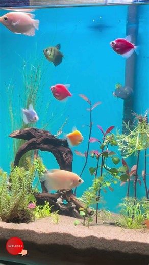 🔴 Fish Tank | Fish for Cats to Watch (4K HDR) #eel #eelfishing #gaintgourami #plantedaquarium