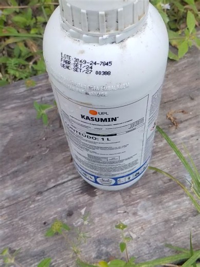 Aplicação de fungicida bactericida sistêmico Kasumin hoje