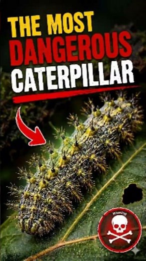 The World's Most Dangerous Caterpillar 😨 #interestingfacts