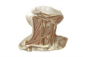 Thyroid Disease Treatment in New Jersey & Pennsylvania