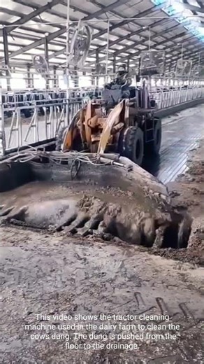 Modern Dairy Farm: Cleaning Cow Dung using Tractor