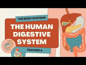 The Digestive System Science | Teacher A