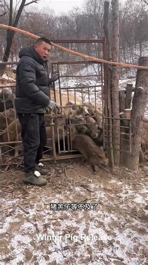 Wild pig morning escape😲