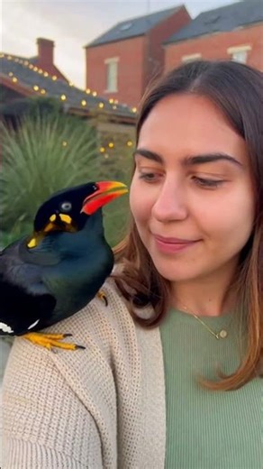 "Meet the Talking Myna Bird: Unlocking Its Secrets & Hilarious Tricks!" #talkingnature #birds