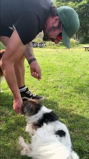 How to teach your dog to roll 🐾 | Easy trick for beginners!