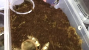 She gave me a mini HEART ATTACK 😱 #tarantulas #tarantula #spider #exoticslair #feeding #feedingtime #tarantulafeeding | Exotics Lair