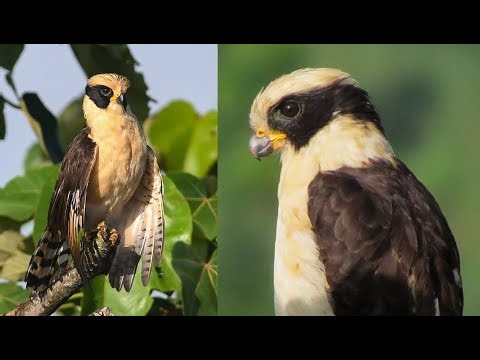 Falconry: The Laughing Falcon