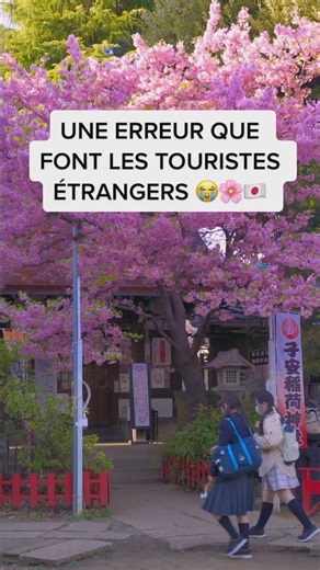 313K views · 1.6K reactions | Voici quelques alternatives pour profiter des cerisiers au lieu du classique fin Mars : - Les kawazu sakura qui fleurissent en Février et qui ont cette magnifique couleur rose. - Aller dans le Nord du Japon mi-Avril/fin Avril voir début Mai puisque la floraison est beaucoup plus tardive là-bas  N’hésitez pas si vous avez d’autres conseils à partager ! #japon #japania #vivreaujapon #voyagejapon #sakura #cerisiers | Japania | Facebook
