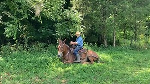 8.9K views · 209 reactions | Mule performing an acrobatics!! What a adorable stand-up. #mules #standup #brown Hutto Mule and Farming. | Hutto Mule and Farming | Facebook